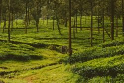 green grass field with trees